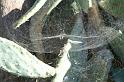 Cyrtophora_citricola_D3291_Z_78_Valle Gran Rey_Spanje